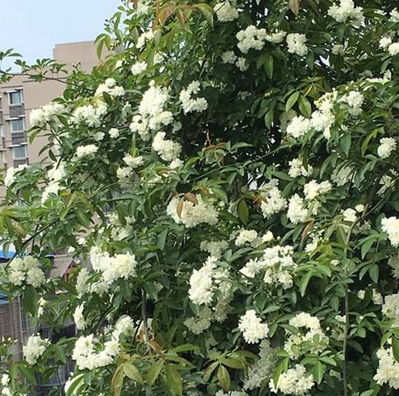 此花,不仅高达10米,而且香飘10里,一开花就是30天,花期长_木香_花架