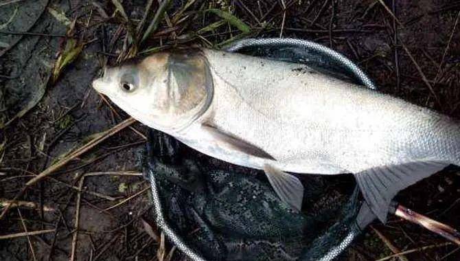 饵料_鲢鱼_特点