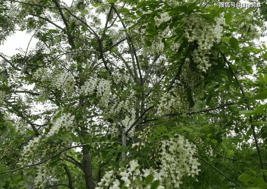 槐花_玫瑰花_桃花