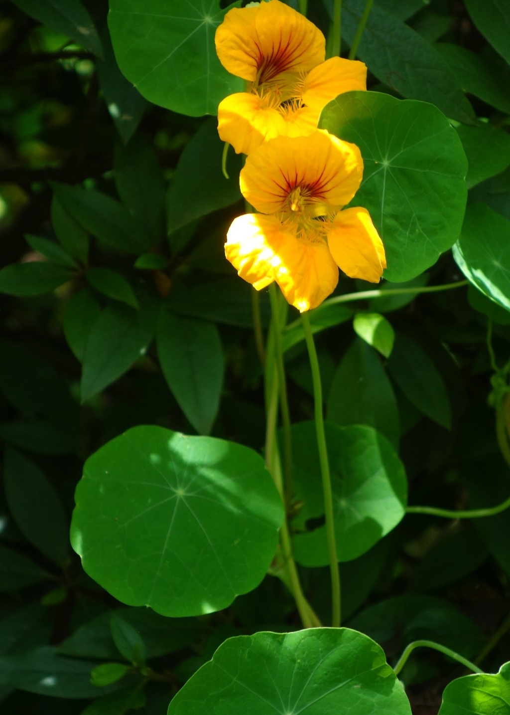 城市绿化花坛布置植物旱金莲,美丽而动人