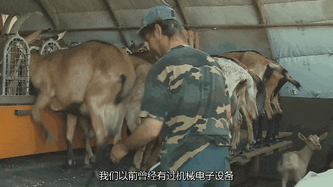 别啥动物的奶都喝也别给啥动物都喝你的奶