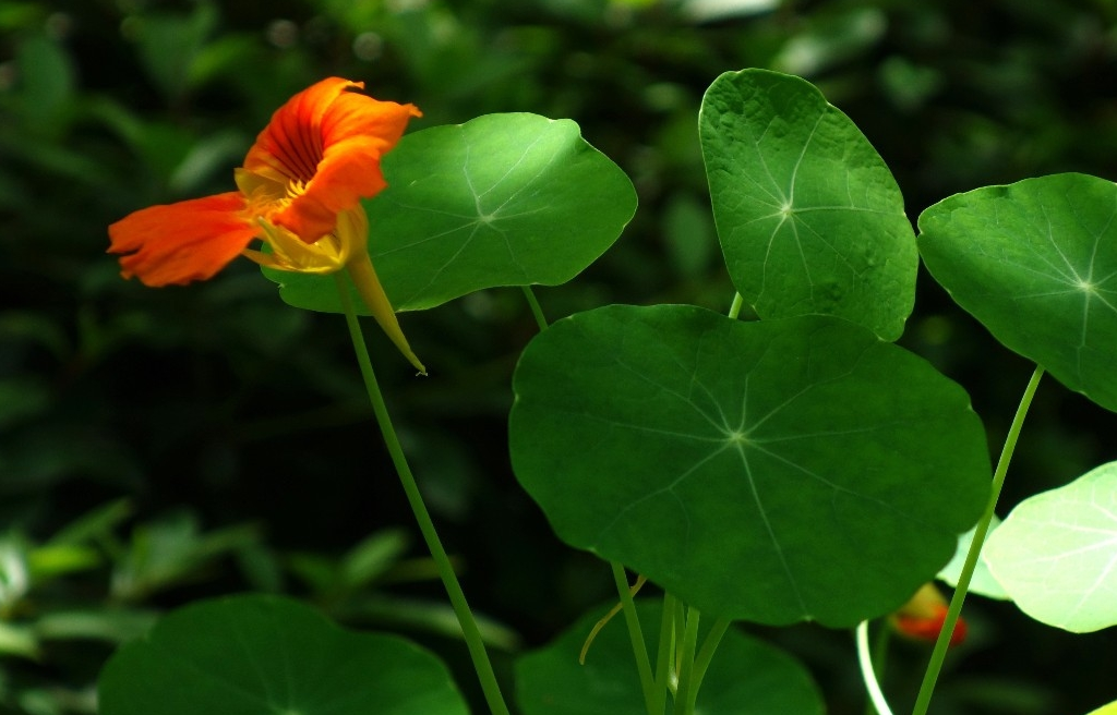 原创城市绿化花坛布置植物旱金莲美丽而动人