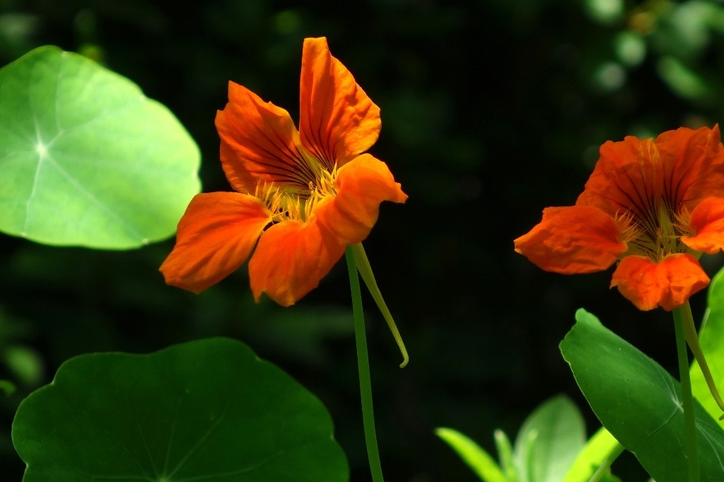 原创城市绿化花坛布置植物旱金莲美丽而动人