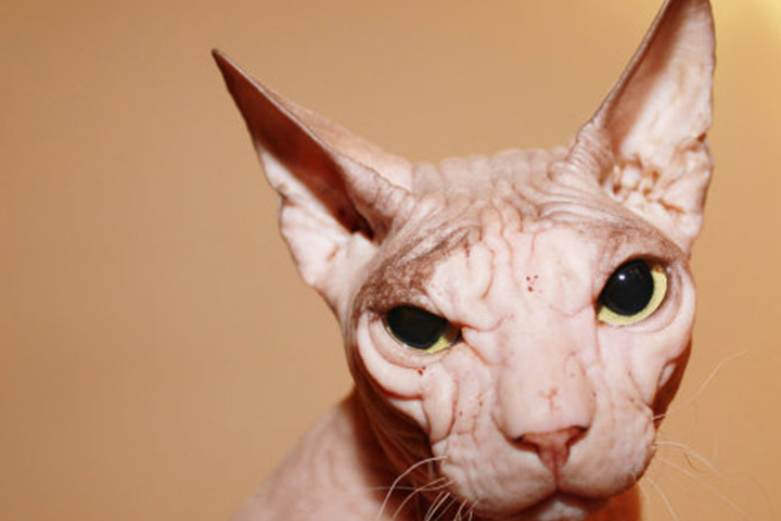 养很丑的无毛猫咪斯芬克斯猫,是一种什么样的生物呢?_时候_因为_小伙