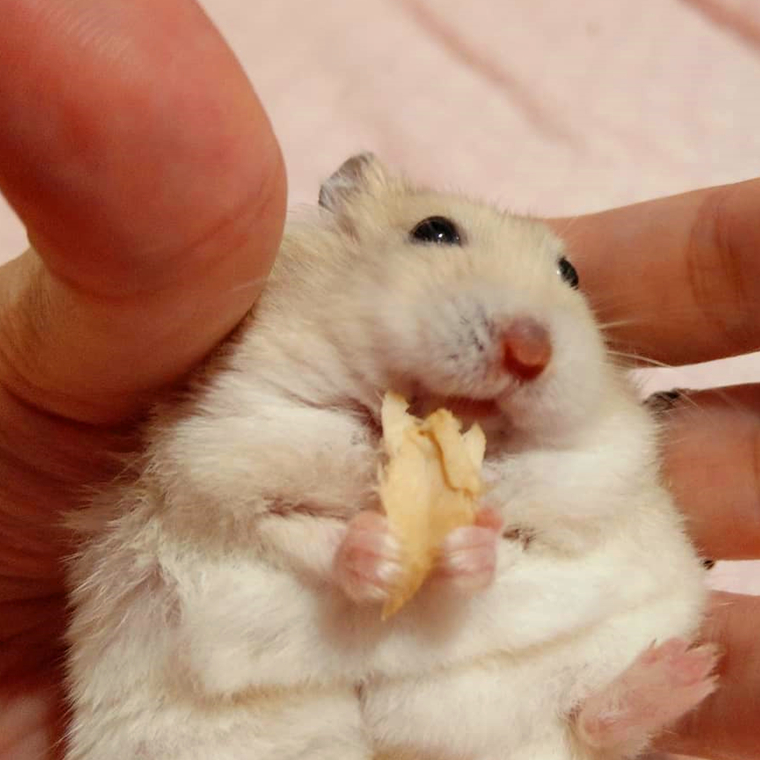 原创仓鼠很黏人不想回笼主人受不了强制动手哪知激活鼠鼠一项绝活