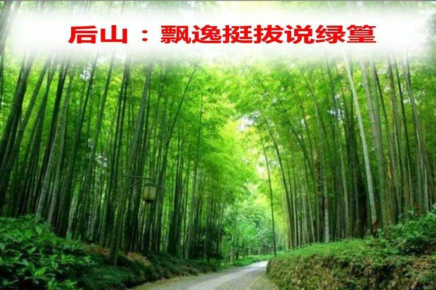 后山秀逸挺拔说绿篁