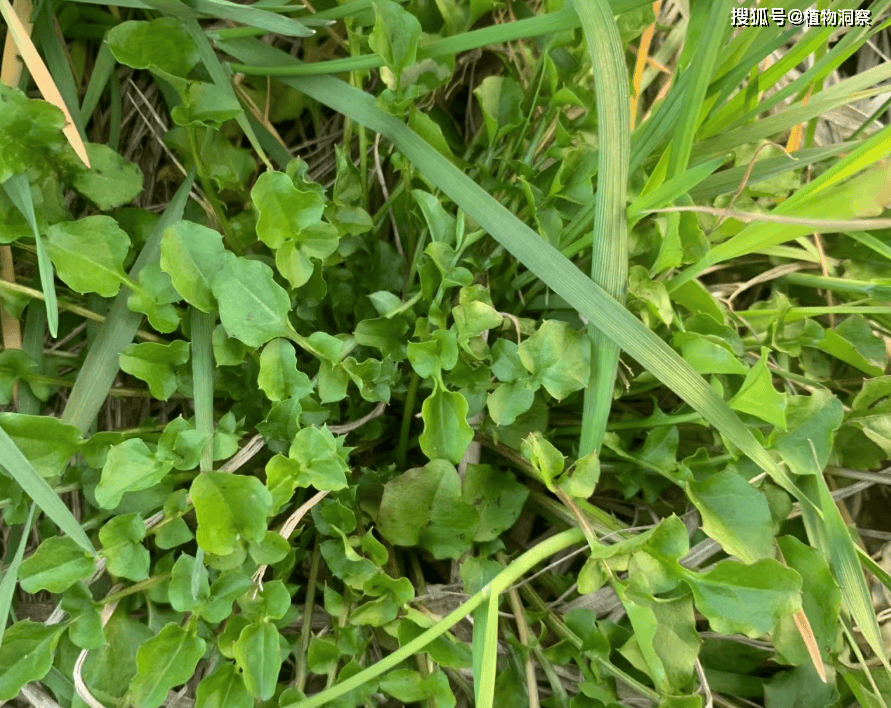 稻槎菜,又称鹅里腌,回荠,有3大作用,价值极高,农民朋友要了解!