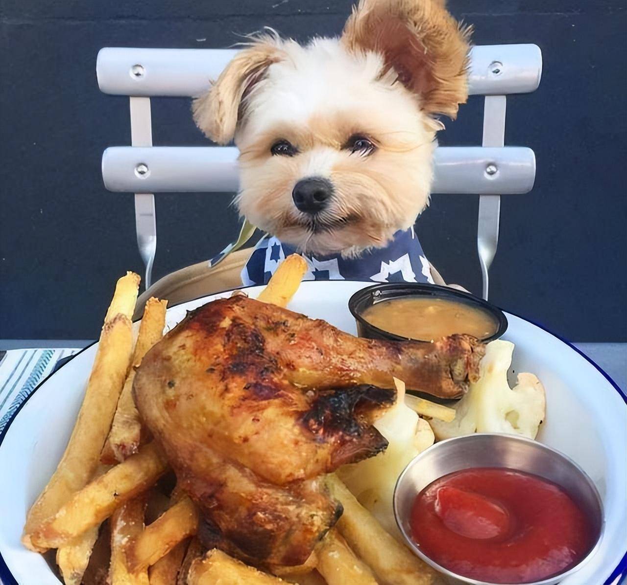 吃什么,就给它取什么,一看就是主人满满的爱,还有的会根据狗狗性别不