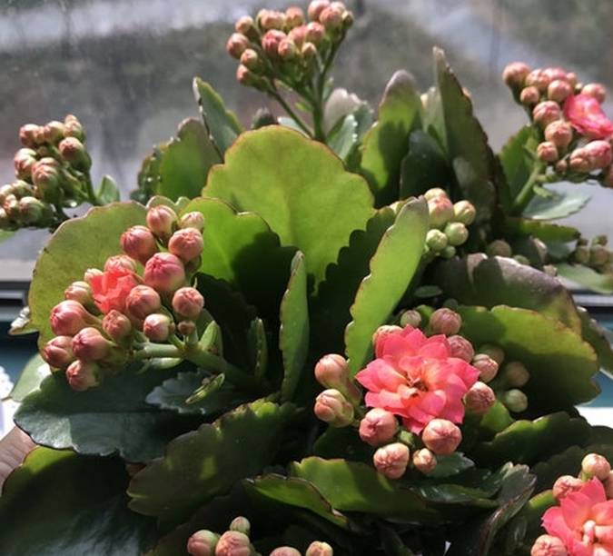原创长寿花最爱这2种料多放一点根粗叶肥小半年天天有花看