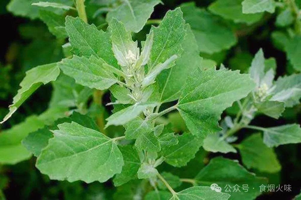 遇见这菜使劲吃,季节性强,比荠菜营养,比韭菜鲜香_饺子_五花肉_野菜