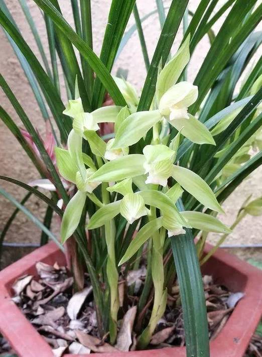 操作步骤:1,家里的兰花如果得了茎腐病,那就赶紧将叶子剪掉,把芦头挖