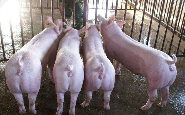 原创防患于未然芯片中国自主研发后种猪也要提上日程了