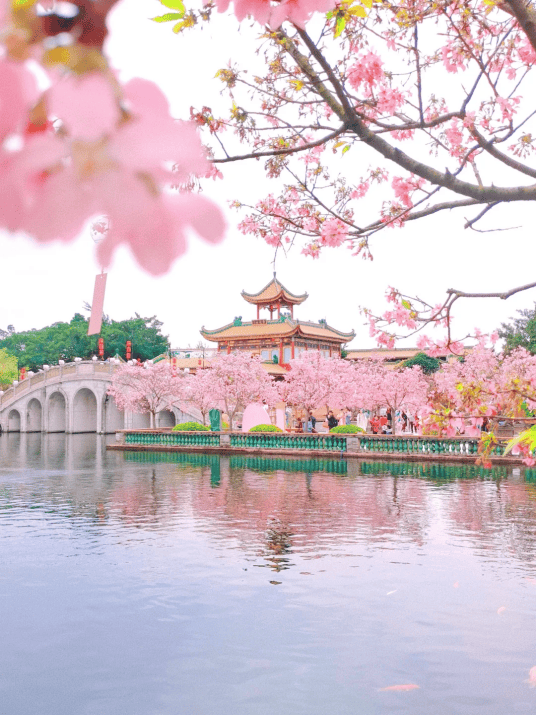 广州春天赏花都去哪里这几个绝美赏花地请收好
