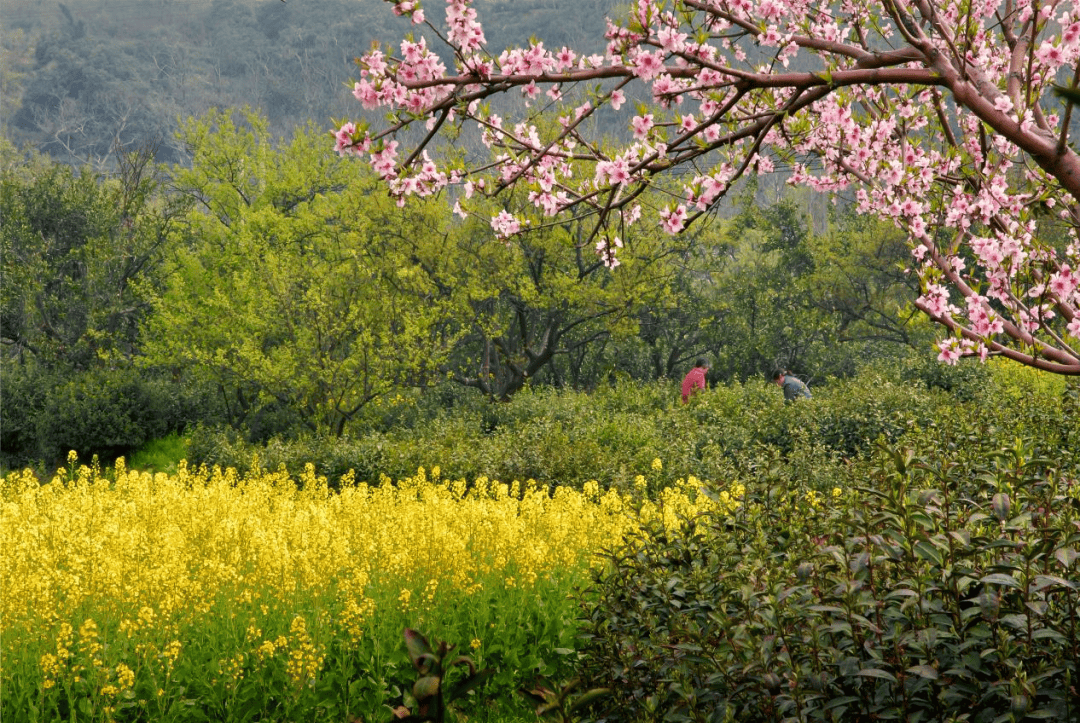 赏花攻略苏州太湖生态岛上五大赏油菜花基地都在这里