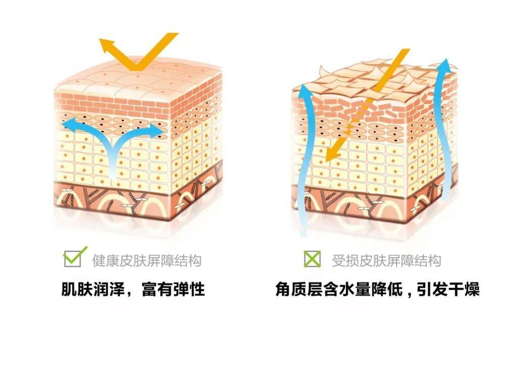 皮肤_肌肤_修护