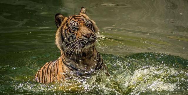 康熙东巡吉林时洗浴神泉水御封圣德泉此传说亦真亦幻
