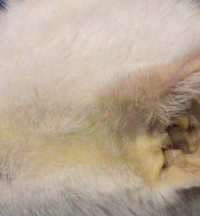 原创猫得了球虫怎么治疗和预防