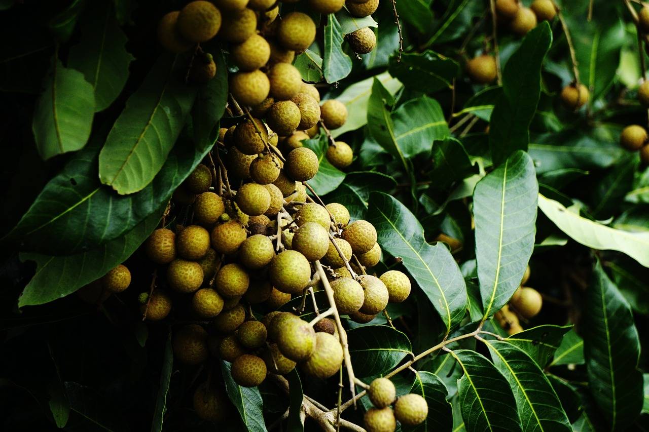 栽种龙眼一年施几次肥合适龙眼正确施肥方法