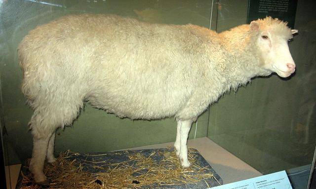 原创24年前就有了克隆羊为何至今没出现克隆人专家看羊怎么死的