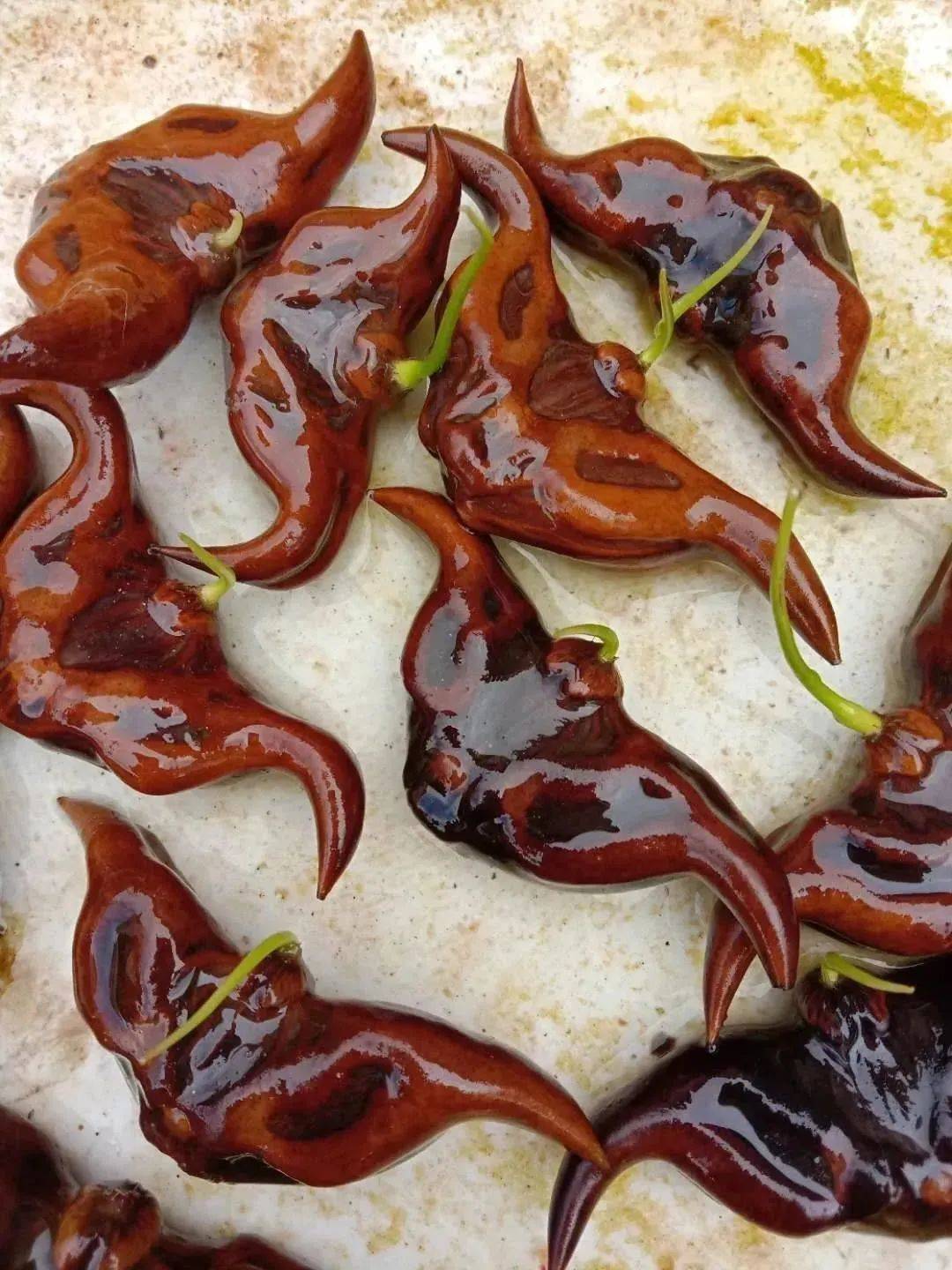 你吃的菱是2角4角还是0角的