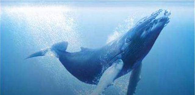 神力非凡,浑身是宝的海上神兽而存在中国古代时期人们对鲸鱼的了解