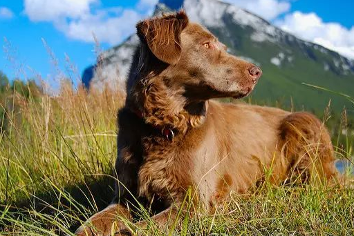 原创除了金毛和拉布拉多你还知道其他的寻回犬吗