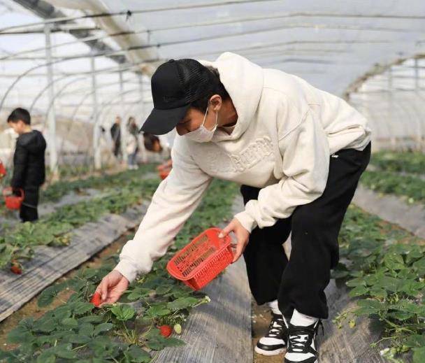 原创孙俪带娃去农场邓超拿篮子摘草莓小花妹妹拔萝卜一家四口太温馨