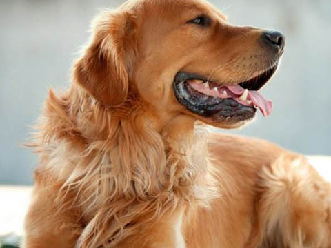 原创真假金毛怎样分很简单看这6点就行