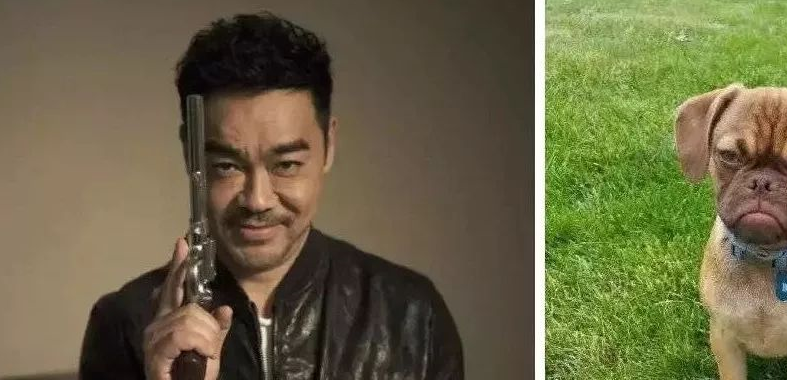 国民弟弟刘昊然笑起来灿烂的模样,竟然撞脸狗狗那治愈人的微笑,必须粉