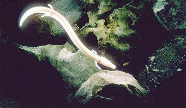 原创考古重大发现华夏神龙的起源终于搞清楚了相似度达到70