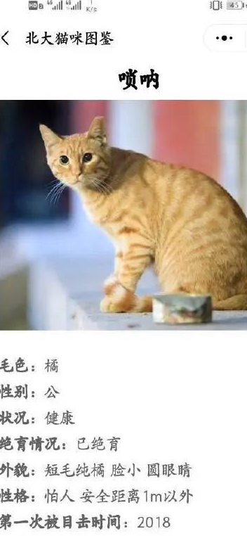 原创给流浪猫建档案不愧是北大只是这些猫的画风有点不对劲