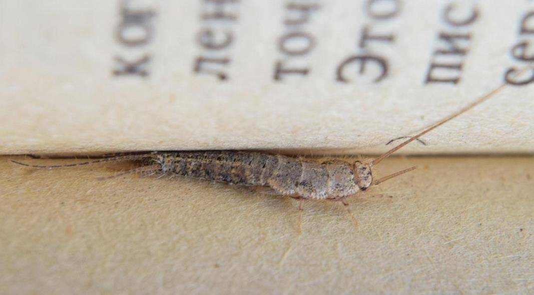 清代时典当贵重衣物时为何要写上虫吃鼠咬光板无毛