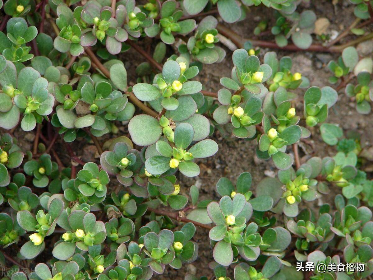 黄金菜和茼蒿图片