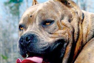 原创你没见过的恶犬快来认识一下以后看到直接跑