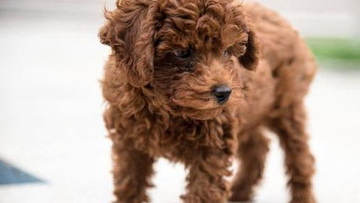 纯种泰迪幼犬的价格大约是普通幼犬的2倍,而赛级幼犬的价格则为普通