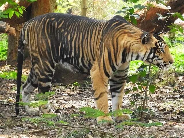 310000的出现概率异常凶悍珍稀的孟加拉黑虎