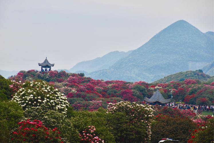 杜鹃花旅游攻略图片