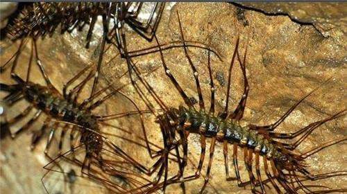 新龙的身体和蛇一样,爪子却是蜈蚣的百足脚,密密麻麻的,十分渗人.