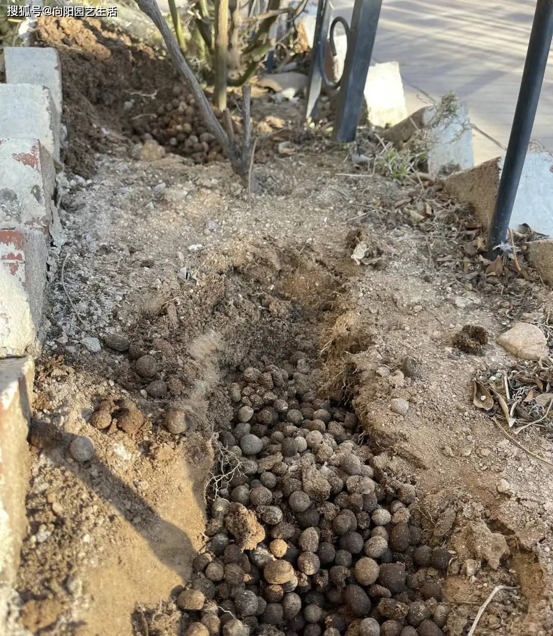 不起眼的羊粪蛋养花最好用拌在土里养花顶呱呱