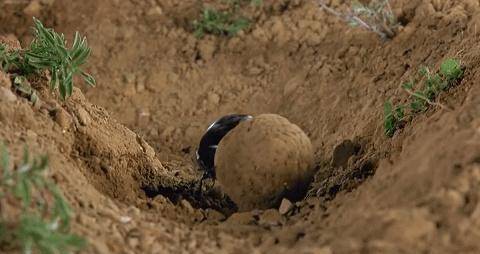 古埃及_粪便_头顶