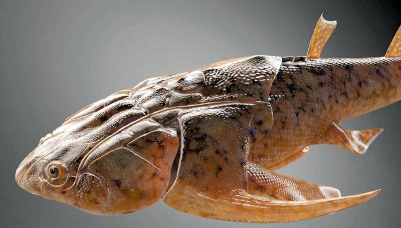 原创人类是由鱼类进化而来的有化石为证我们身上至今还保留着证据