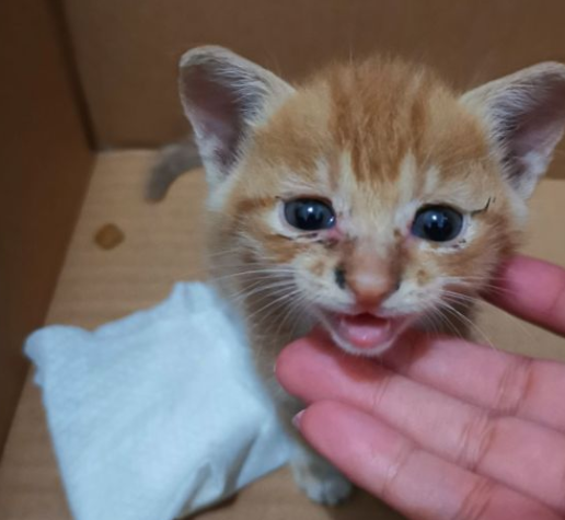 中华田园猫有多可爱