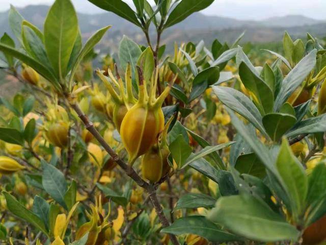 颜色_功效_植物