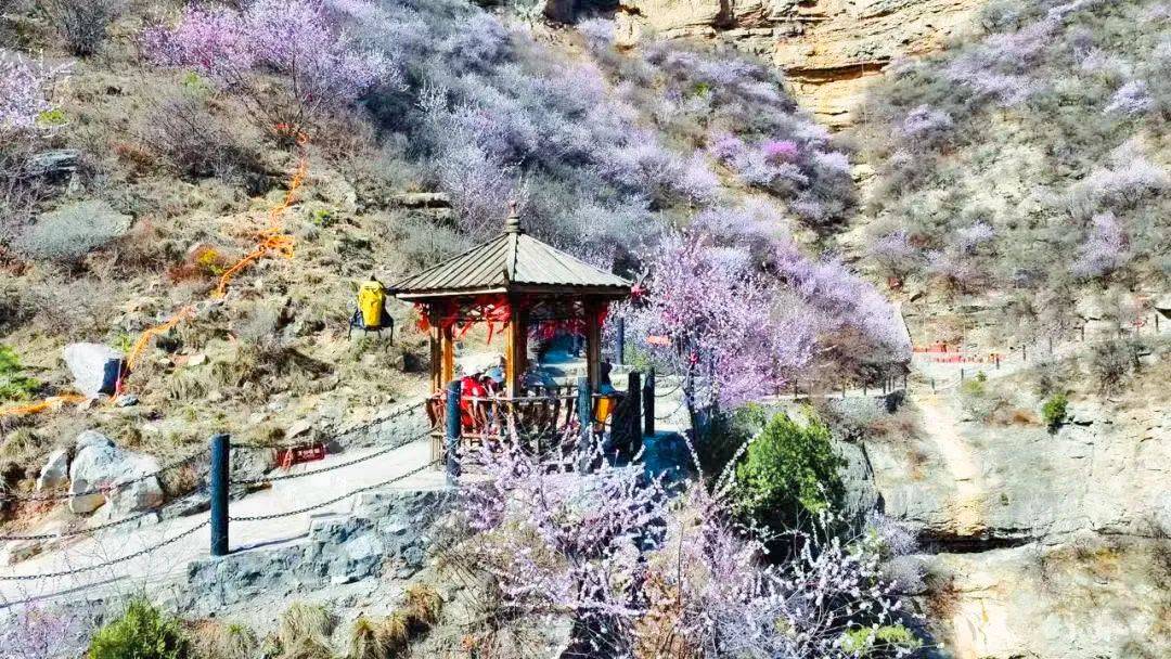 漫山的桃花,飘落的杏花,盛开的连翘花.