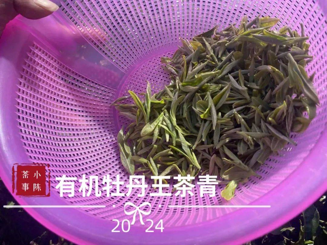 白芽奇兰茶是什么味道_白芽奇兰是什么茶_茶叶白芽奇兰