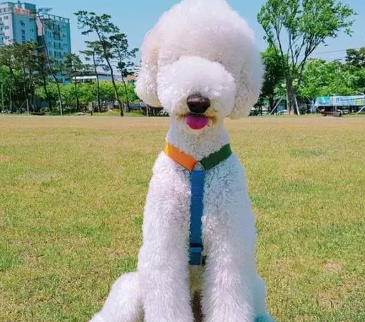 1,萨摩耶犬萨摩耶是非常适合作为宠物的狗狗,它们的长相可爱,全身的