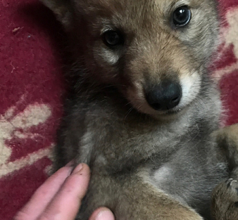 战斗民族真霸气父女不忍狼崽饿死收养当宠物如今已成猛兽