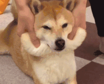 相信有不少人用过它的表情包!它是出名的表情帝!