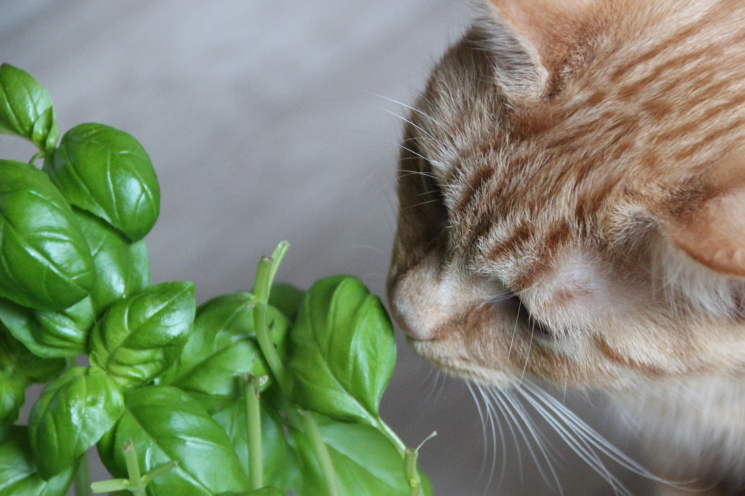 上头了猫薄荷为何会使猫咪嗨起来