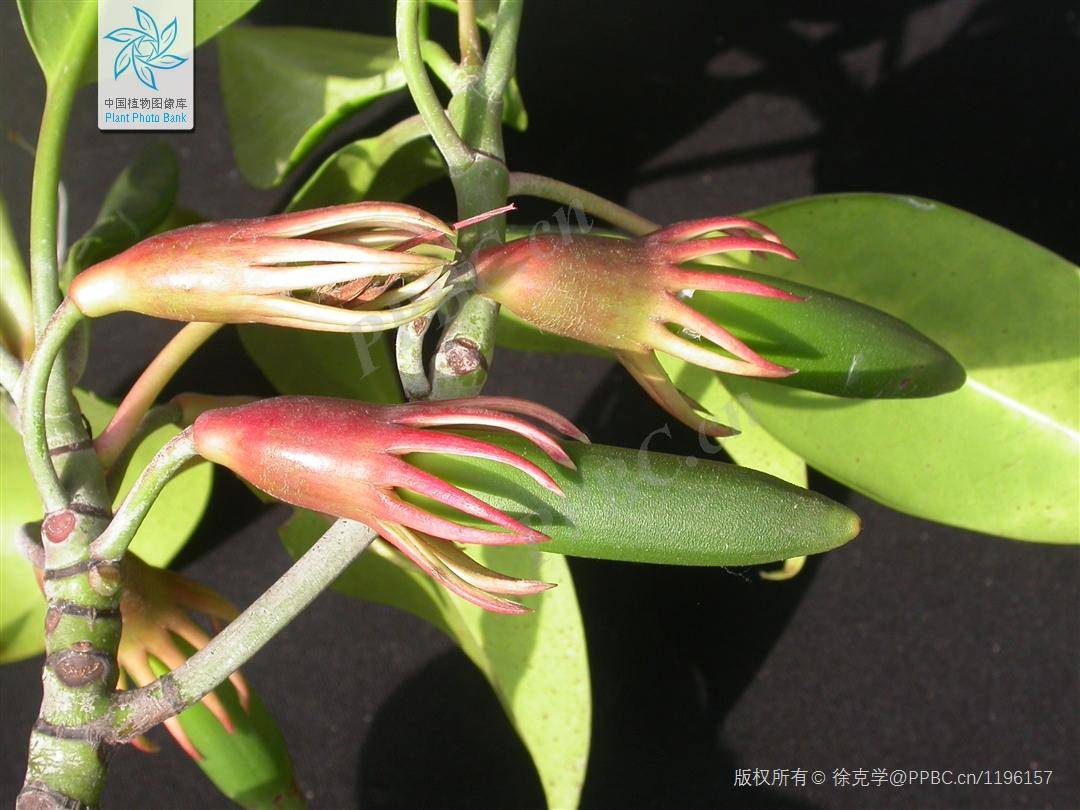 这些可可爱爱的红树林植物名字你听过几个